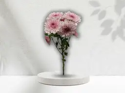 Cherry Blossom